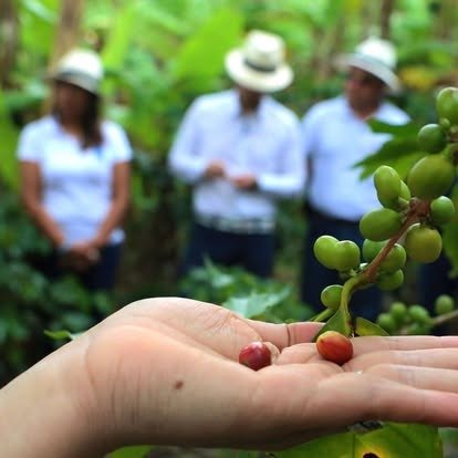 Cosecha real de café Loja — cerezas en mano